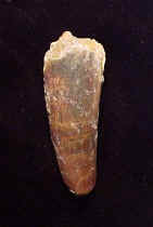 7351.JPG (34095 bytes)