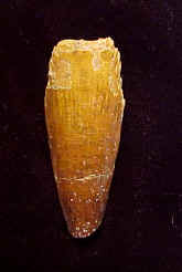 7352.JPG (34803 bytes)