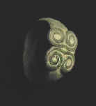 7775.jpg (21549 bytes)