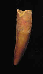 7930.JPG (50066 bytes)