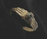 8718.JPG (16030 bytes)