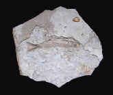 9291.JPG (103558 bytes)