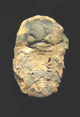 9292.JPG (57579 bytes)