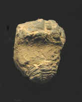 9295.JPG (52041 bytes)