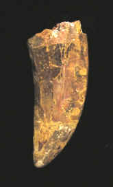 9918.JPG (49186 bytes)