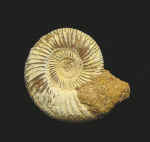 9925.JPG (66450 bytes)