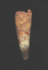 9928.JPG (32024 bytes)