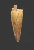 9929.JPG (23283 bytes)