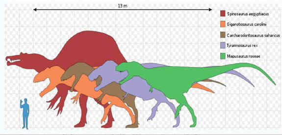 carcharodontosaurus fossil