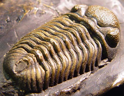Trilobite_3d.jpg
